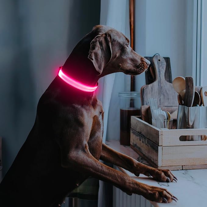 Illumifun Rechargeable LED Dog Collar, Waterproof Light Up Dog Collars Glow in The Dark, Adjustable Safety Collar Light for Dogs Walking Camping (Pink, Medium)