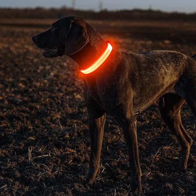 Illumifun Light Up Dog Collar, USB Rechargeable LED Dog Collar, Adjustable Lighted Safety Collar for Nighttime Walking Camping (Orange, Medium)