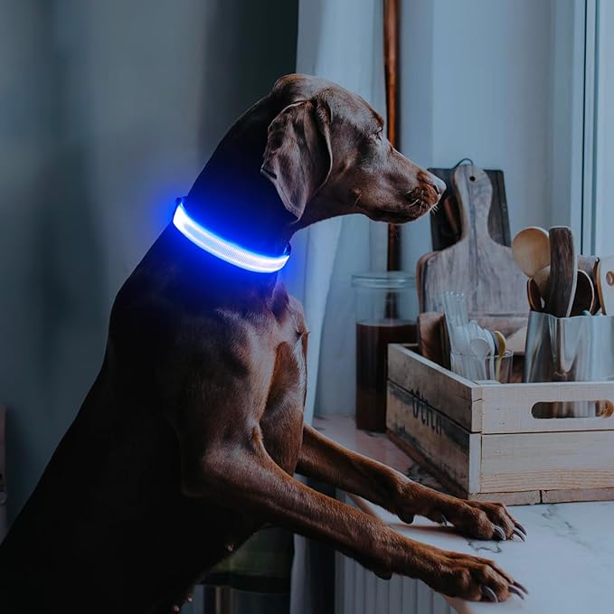 Illumifun LED Dog Collar, USB Rechargeable Light Up Collar Glow in The Dark, Adjustable Safety Pet Light for Your Pups Walking at Night (Blue, Small)