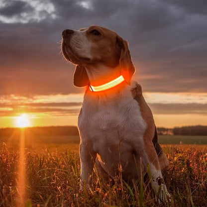 Illumifun USB Rechargeable LED Dog Collar, Light Up Dog Collar for Small Dogs, Reflective Adjustable Safety Dog Collar Lights for Night Walking (Orange?? Small)