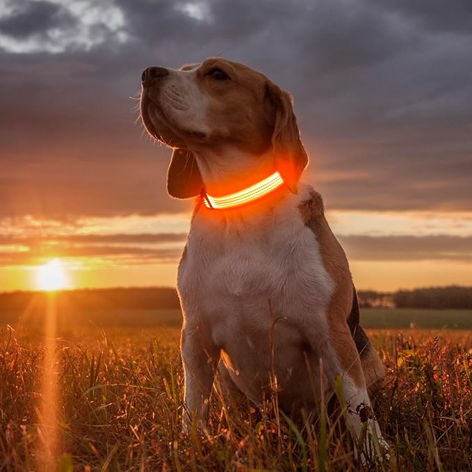 Illumifun LED Dog Collar USB Rechargeable Light Up Dog Collar, Reflective Pet Safety Collar Light Glow in The Dark (Orange?? Medium)