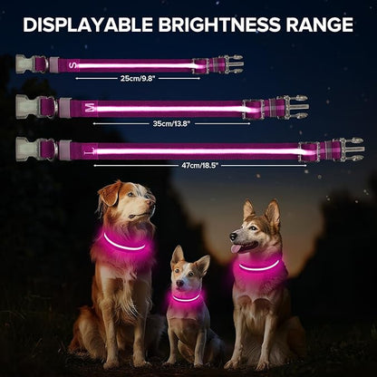 Light Up Dog Collar, Adjustable USB Rechargeable Glow in Dark Dog Collar ，Waterproof Dog Collars for Medium Dogs (Pink, Medium)
