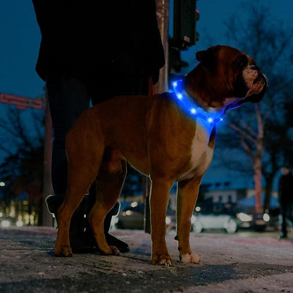 HIGO Light Up Dog Collar - 2-Pack Silicone LED Rechargeable, Safety Light, Glow in The Dark Lighted Necklace for Small Medium Large Dogs (Blue)