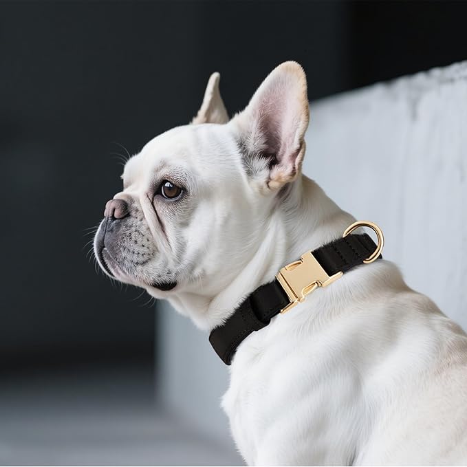 Didog Soft Padded Dog Collar for Large Dogs, Colorful and Durable Pet Collar with Quick Release Buckle, Light and Breathable for Daily Walking, Black, L