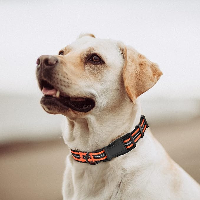 Mile High Life Reflective Dog Collar | Nylon Pet Collars wiith Buckle | Light Weight Puppy Collars | Orange Dog Collars for Small Dogs (Orange, X-S)