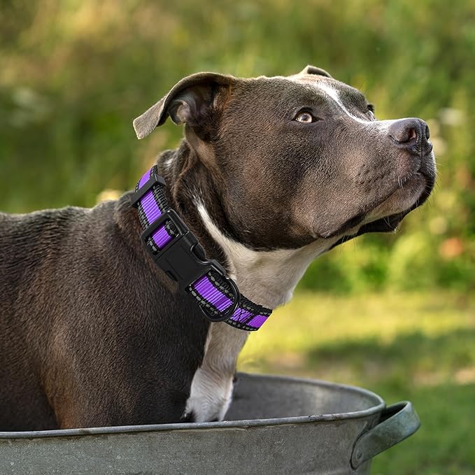 Mile High Life Dog Collar | Nylon Reflective Dog Collars | Light Weight Puppy Collars | Purple Dog Collars for Small Dogs (Purple, X-Small)