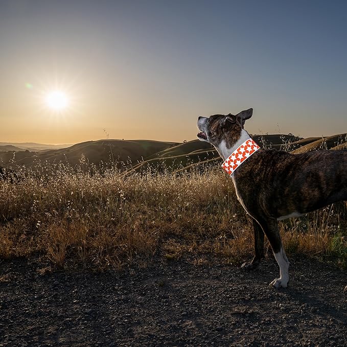 SafetyPUP XD Reflective Dog Collar ??Blaze Orange Dog Collar, Adjustable Closure for a High Visibility Customizable Collar for Goats, Dogs, Deer, and Livestock. Reflective Stars Enhance Night Safety