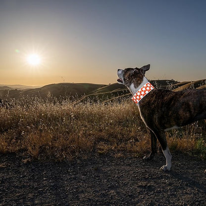 SafetyPUP XD Reflective Dog Collar ??Blaze Orange Dog Collar, Adjustable Closure for a High Visibility Customizable Collar for Goats, Dogs, Deer, and Livestock. Reflective Stars Enhance Night Safety